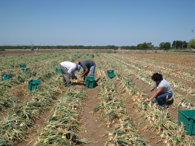 Workers harvest onions in a Texas field.