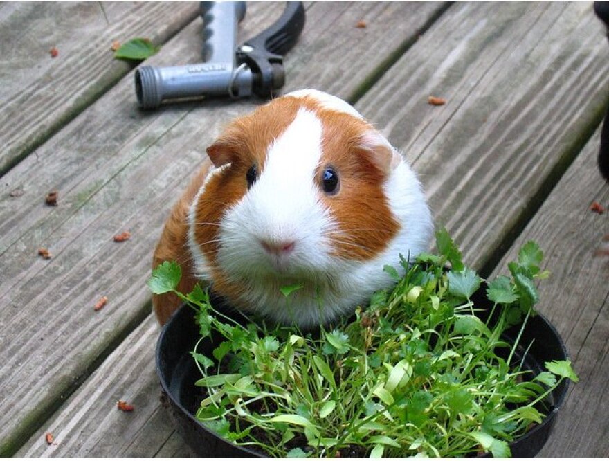 cilantro_recall_bowl.jpg