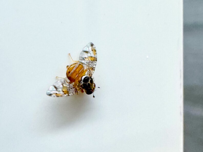 A close up of fruit fly with an amber body and transparent wings on a white countertop.