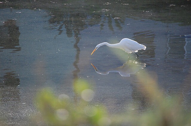 wetlands_ballona_creek.jpg