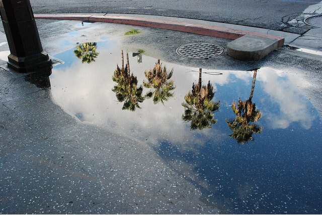 rain_tree_puddle.jpg