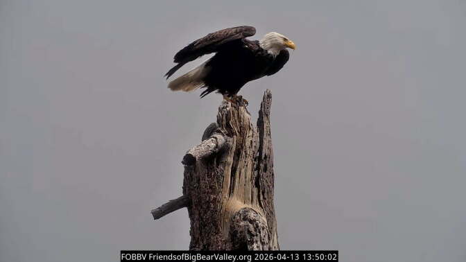 A bald eagle is perched on a tree stump. 