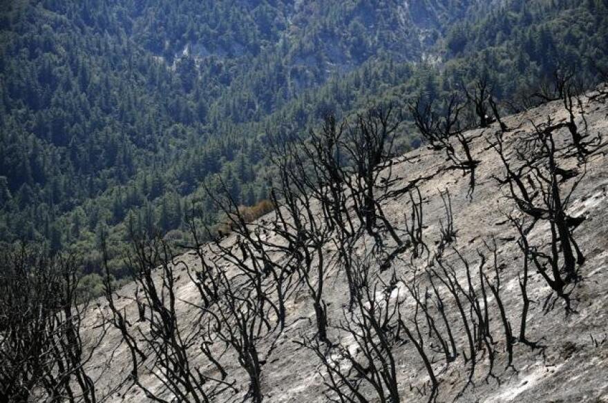 Wildfire The Big Burn_chun(4).jpg