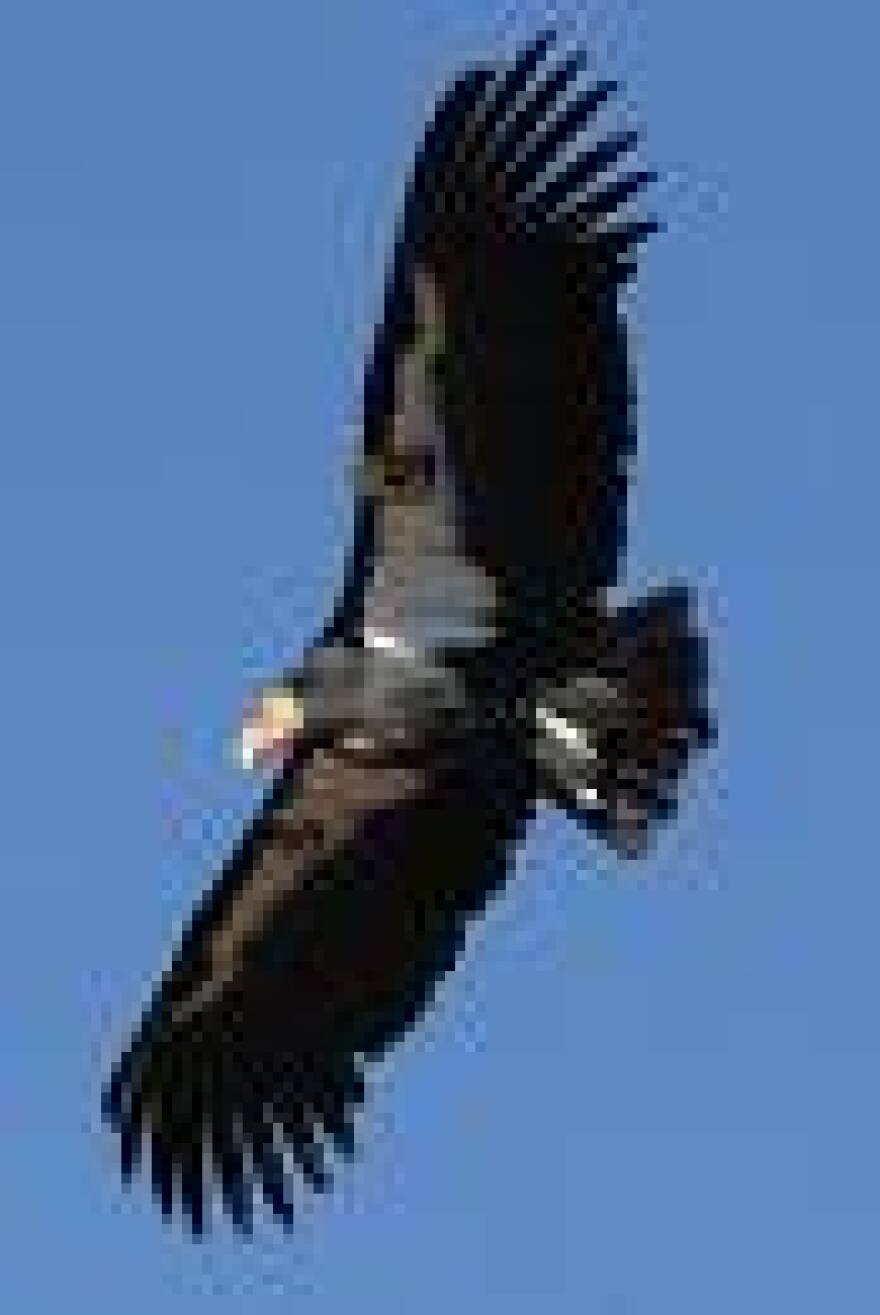condor_dead.jpg