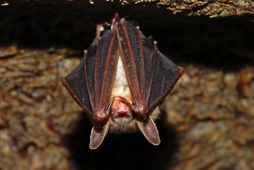 bat-shutterstock.jpg