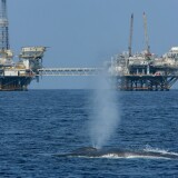 LONG BEACH, CA - JULY 16:  A rare and endangered blue whale, one of at least four feeding 11 miles off Long Beach Harbor in the Catalina Channel, spouts near offshore oil rigs after a long dive on July 16, 2008 near Long Beach, California. In decades past, blue whales were rarely seen anywhere along California's coastline but their migration and feeding patterns are changing. In the past four years sightings in southern California have increased dramatically and blue whales have been reported almost daily this summer. Scientists suspect that climate change is having an effect on the food of the blues but other factors are have not been ruled out.  Before whalers stepped up their kill rate in the 1800s, there were at least 220,000 to 300,000 around the world. Today less than 11,000 survive worldwide with 1,200 to 2,000 in the Pacific waters off California. Blue whales are the largest animals on the planet, growing up to 110 feet long and reaching a weight of 200 tons with hearts the size of a Honda Civic automobile and arteries large enough for a child to crawl through. The US Navy uses loud sonar blasts in submarine detection training exercises off Southern California that can harm or kill whales at great distances, a controversial issue that has reached the US Supreme Court, and the high price of gas has increased political pressure to increase oil drilling in the waters where the whales live.   (Photo by David McNew/Getty Images)