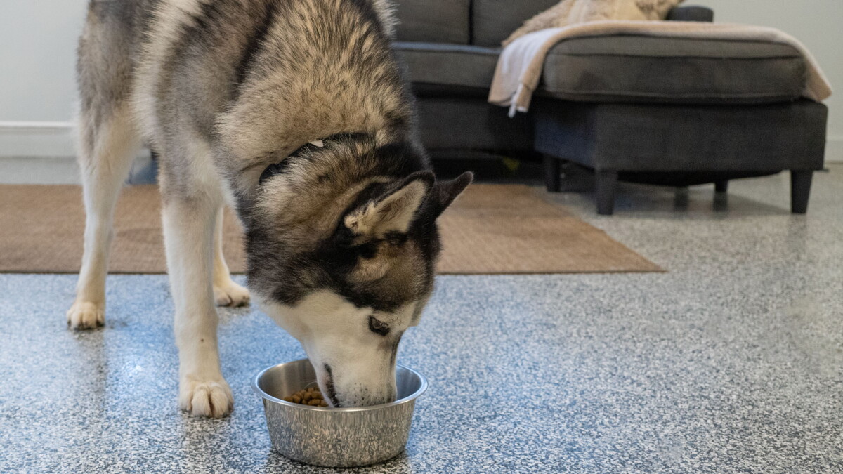 Pet Food Donations - Vimarsana News