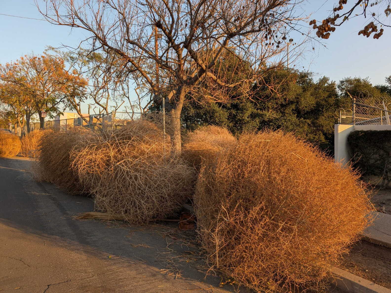 Tumbleweed Rising The good, bad and ugly truths about LA tumbleweeds and their role in ...