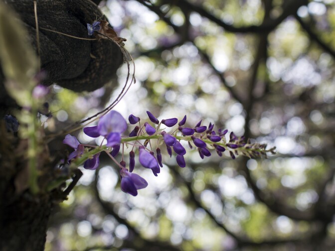 The Wisteria plant usually blooms for about two weeks in mid-March, but this year it bloomed early because of warmer-than-usual temperatures.
