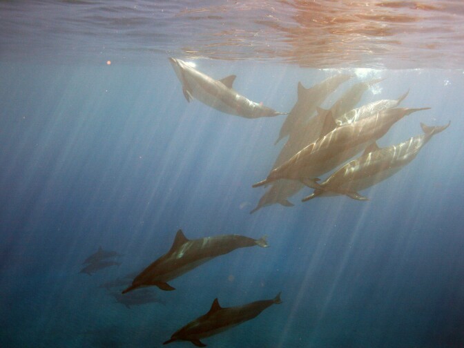 A school of spinner dolphins