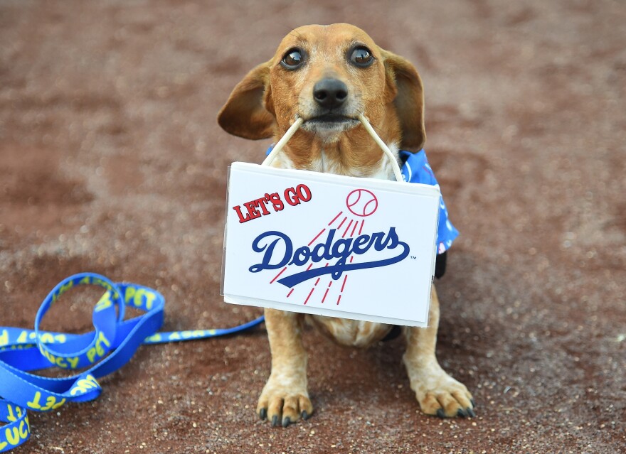 An image of a small brown dog holds a sign that reads "Let's Go Dodgers" in its mouth