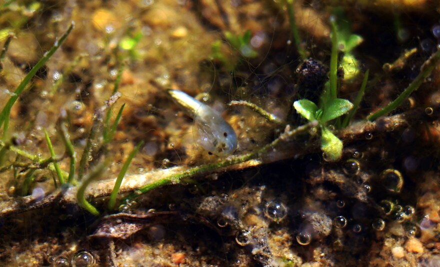 A tiny shrimp, about an inch long, swims amid twigs and rocks in a shallow pond