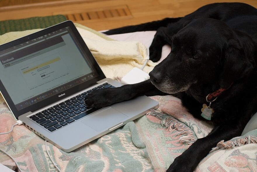 dog-laptop-facebook.jpg