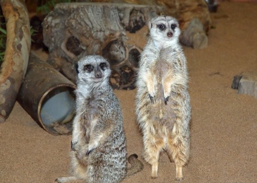chico_and_barky_meerkats.jpg