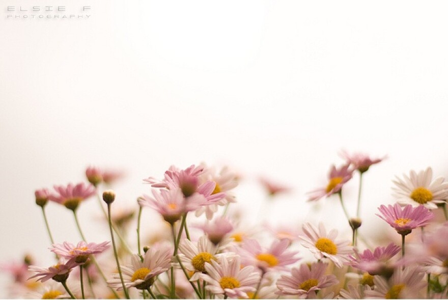 dreamy-flowers.jpg