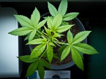 The North Coast is a popular place to grow weed. 