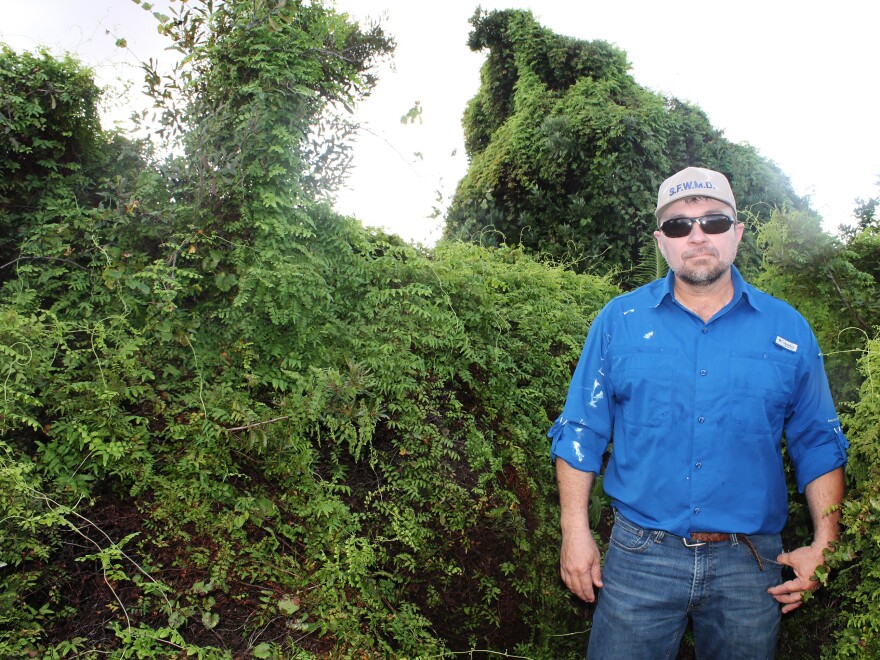 Old World climbing fern on a tree island in the Everglades surrounds LeRoy Rodgers of the South Florida Water Management District. Environmentalists say it's one of the worst invasive species the state has faced in a long time.
