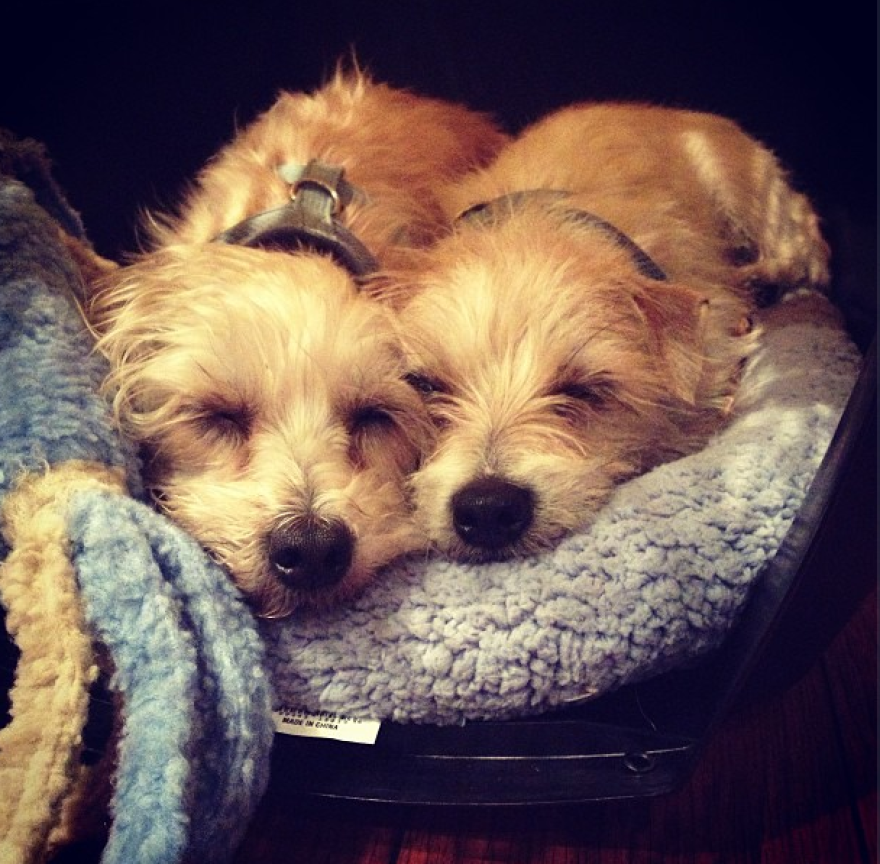 zooey_puppies.png