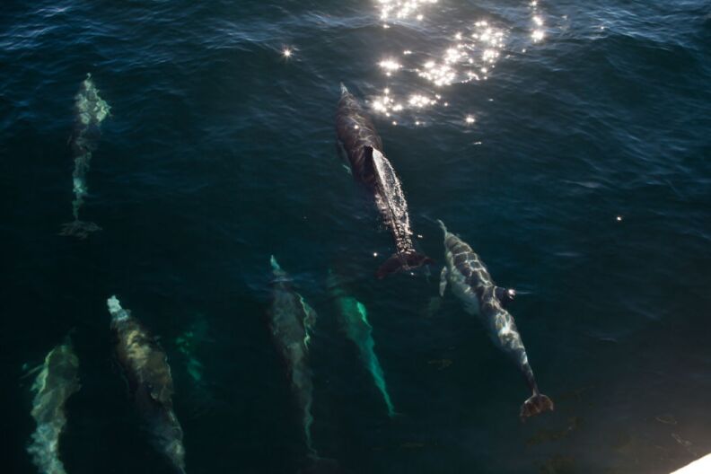 A megapod of common dolphins swim off the shores of Catalina Island.