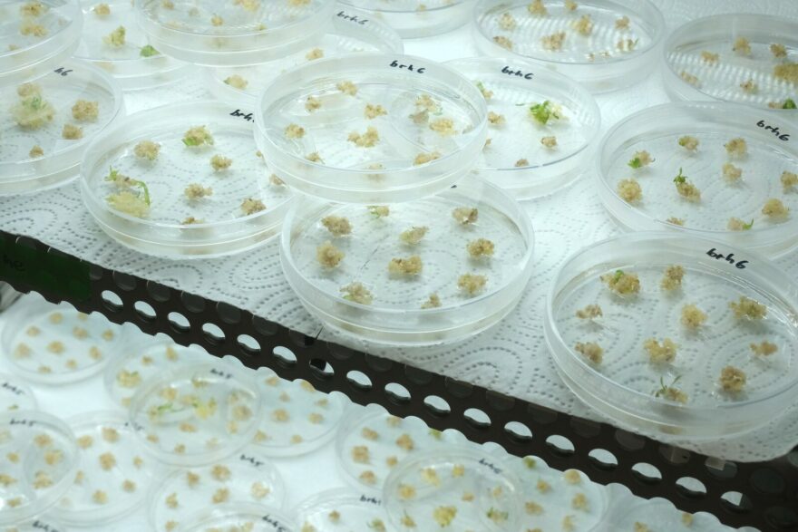 Scientists are working to develop crops better-suited to the changing climate, like these sprouting barley embryos that have received spliced genetic material derived through the CRISPR-Cas9 editing process.