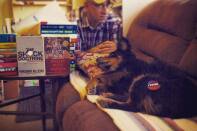 A black and brown dog lays down on a brown sofa on the foreground. In the background, a man wearing a plaid shirt sits. 