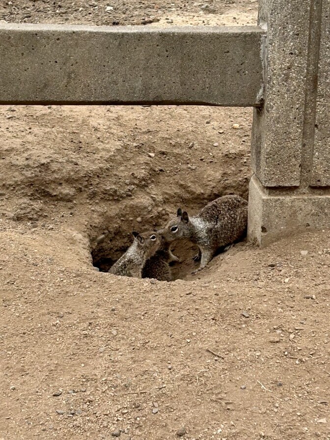 Two squirrels are sticking out of a burrow in the brown dirt, with their noses touching slightly.