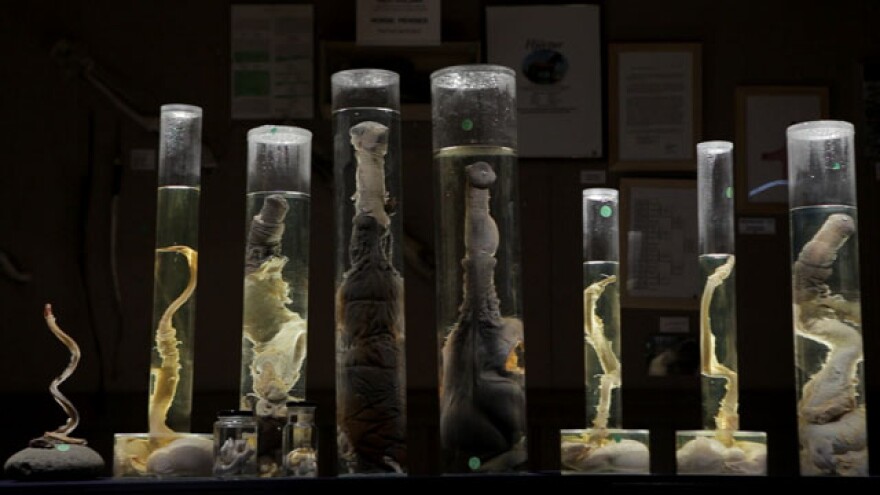 TFM_Specimen_Jars.jpg
