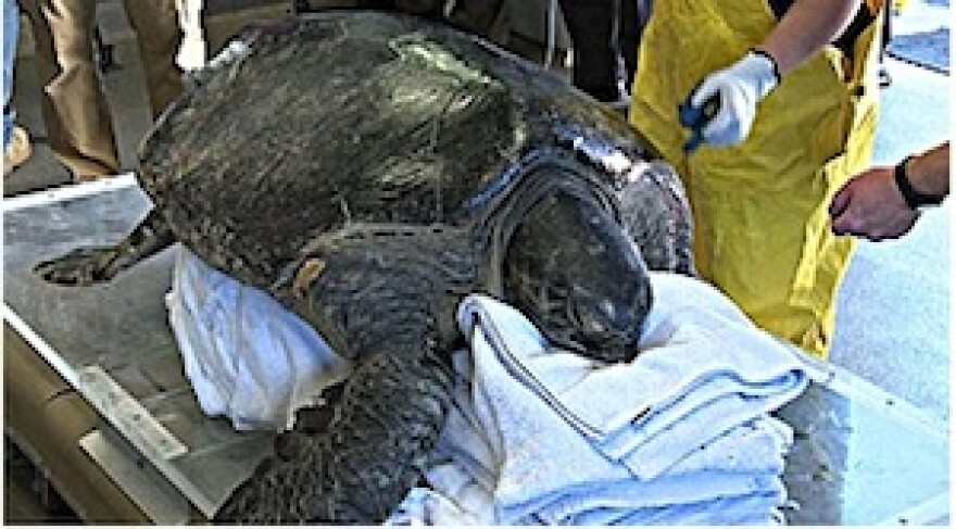 bruce_seaworld_turtle.jpg