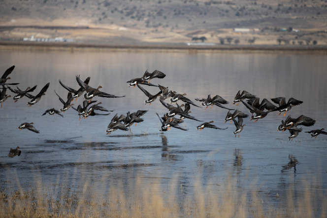birds flying over a swamp