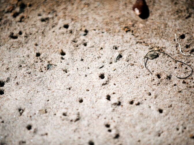 Both Beach Hoppers and Isopods burrow into the sand. During the summer they burrow one foot or more into the beach, and up to three feet in the winter.