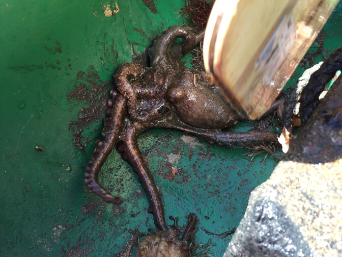 An octopus from the Colorado Lagoon ended up in Whitcraft and McAtee's boat on a recent expedition.