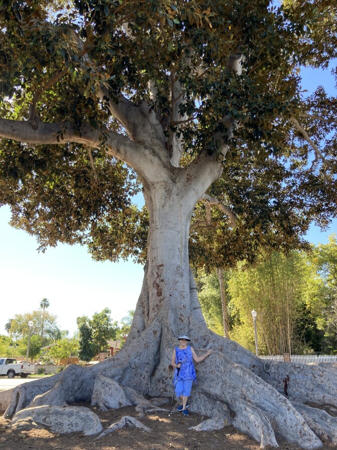 A middle aged woman wearing blue in front of a large fig tree.
