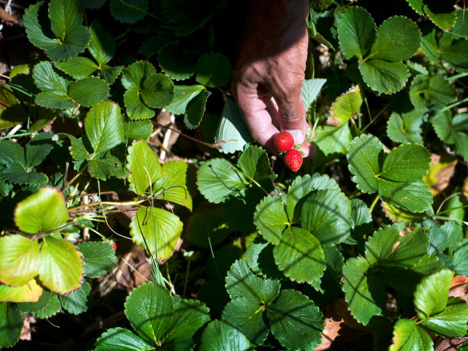 John Parker picks strawberries from his garden. Parker and his wife also grow figs, artichokes, rhubarb, and many others for cooking. Parker started to grow fruits and vegetables because he didn't like the produce quality at his local grocery store.
