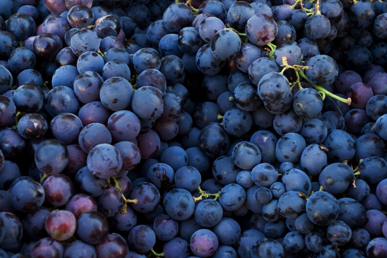 A close-up view of bunches upon bunches of plump purple grapes still clinging to their green stems. Some of the grapes are so dark they are almost black in color, whle a few others are dark red in hue.
