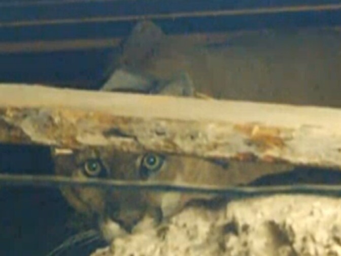 This image, taken from a live feed on NBC 4's website, shows mountain lion P-22 stuck in the crawl space of a Los Feliz home.