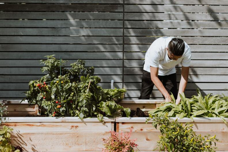 a man in a white shirt and black plants leans over a raised garden bed