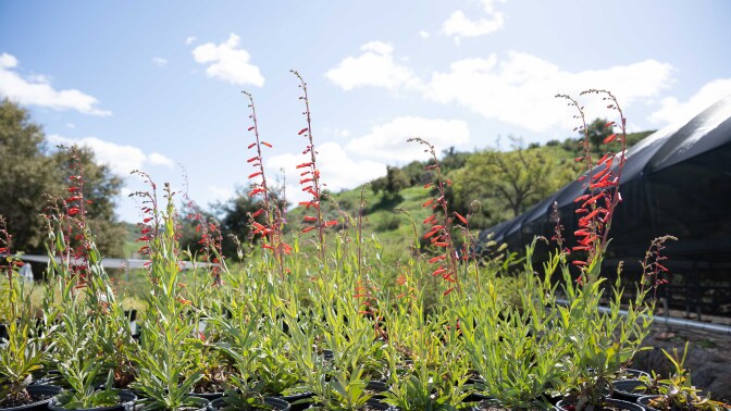 Green plants with red flowers sprout up from the ground towards a blue, partly cloudy sky.