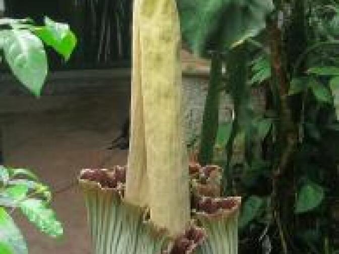 The corpseflower at the Huntington.