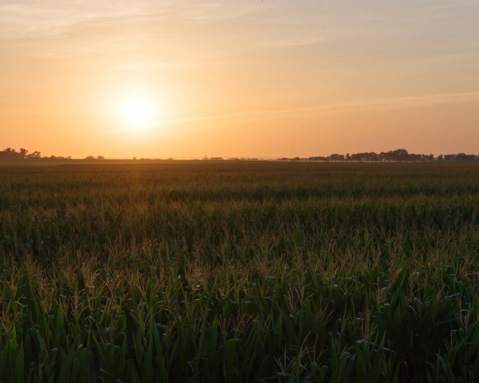 A sun sets over a cornfield.