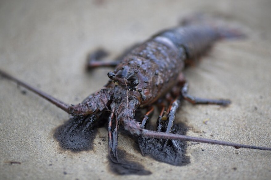 lobster-oil-spill-getty.jpg