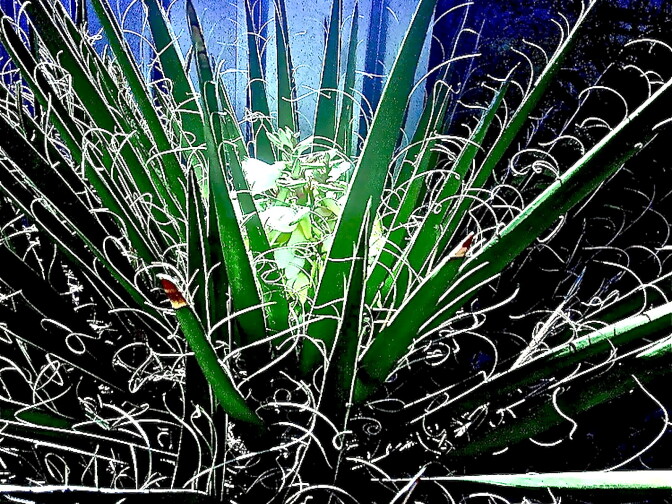 This user-submitted photo was originally taken in 3D at Joshua Tree.
