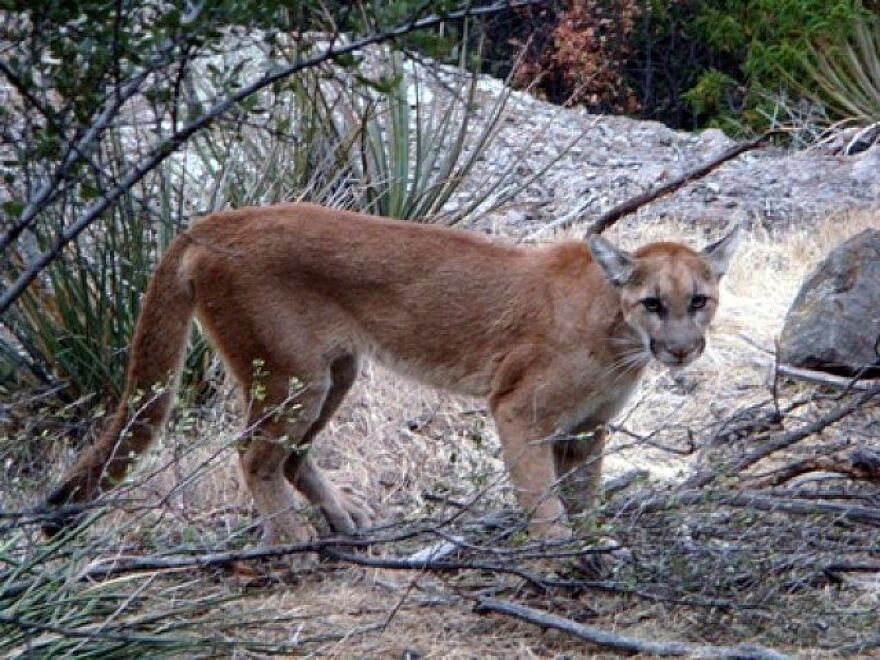 p13-mountain-lion.jpg