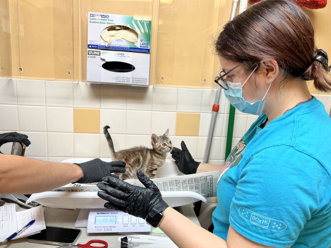 A kitten stands on a weight scale with two medical professionals by the counter wearing black gloves.