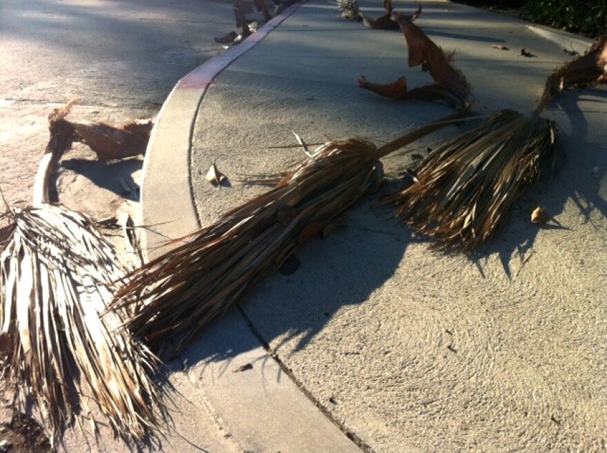 palm-fronds-fallen-wind.jpg