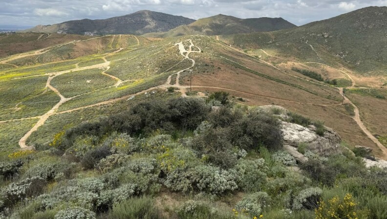 Jurupa Oak to be preserved under lawsuit settlement