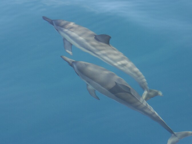 Two Spinner dolphins swim alongside each other in the Pacific Ocean.