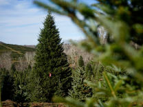 In this photo, the official White House Christmas tree, a 20-foot Fraser fir, stands tall in a cone shape among shorter trees at Cartner's Christmas Tree Farm in Newland, North Carolina, on November 13. In the background is hilly terrain.