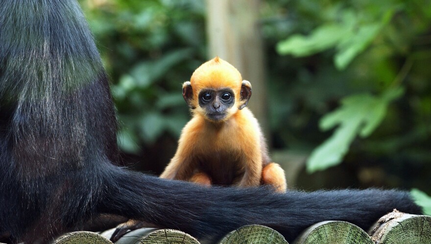 Two new endangered baby Francois' Langur monkeys were unveiled at the Los Angeles Zoo on Thursday. Here, a baby Francois' Langur monkey called Laa Laa (R) settles in following her July 6 birth at London Zoo, Regent's Park on August 5, 2004 in London.