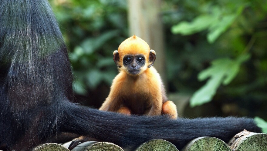 2 baby monkeys debut at the LA Zoo