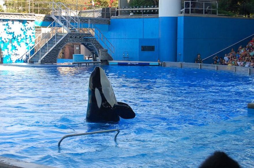 SeaWorld_orca.jpg